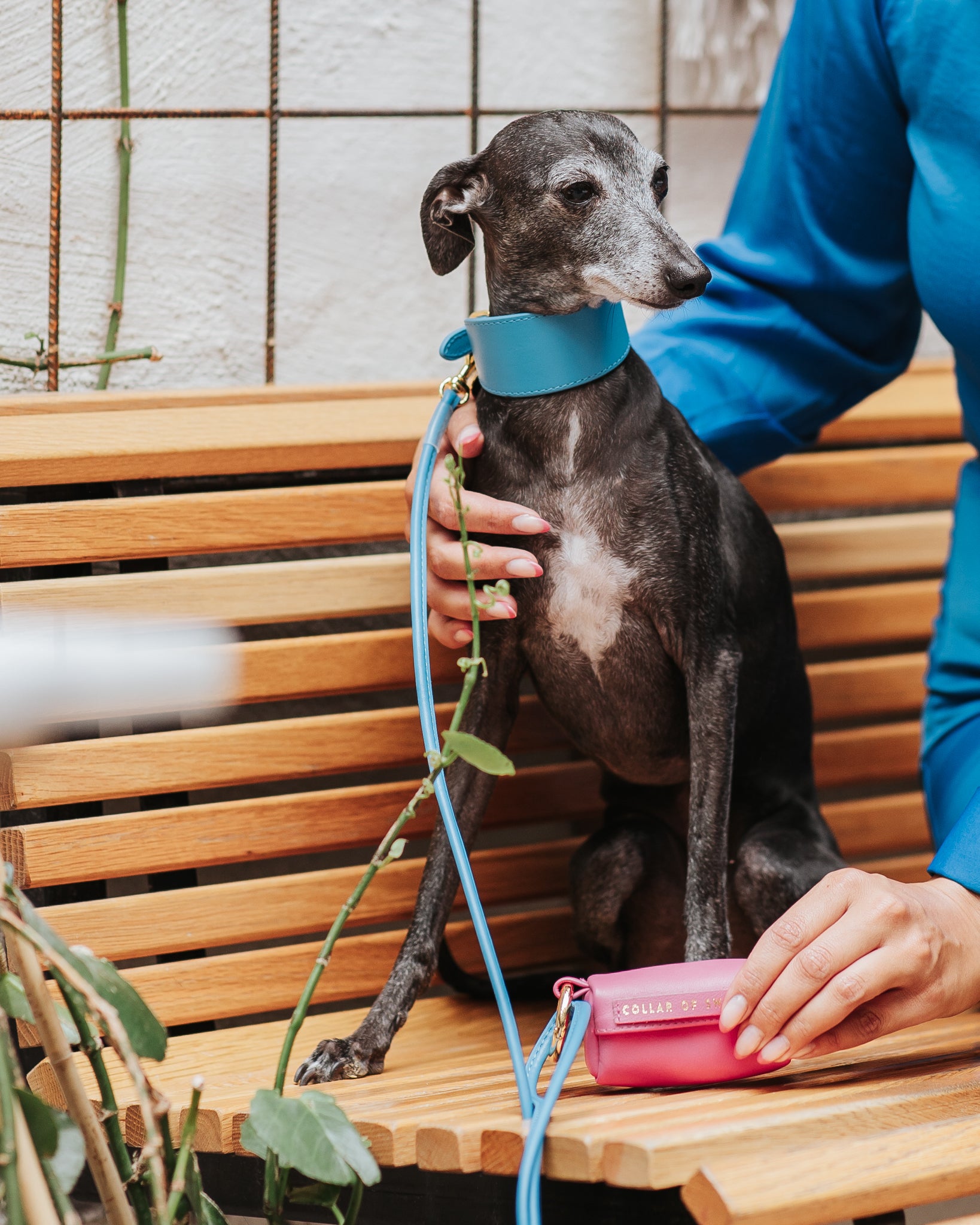 Laisse pour chien en bleu néon