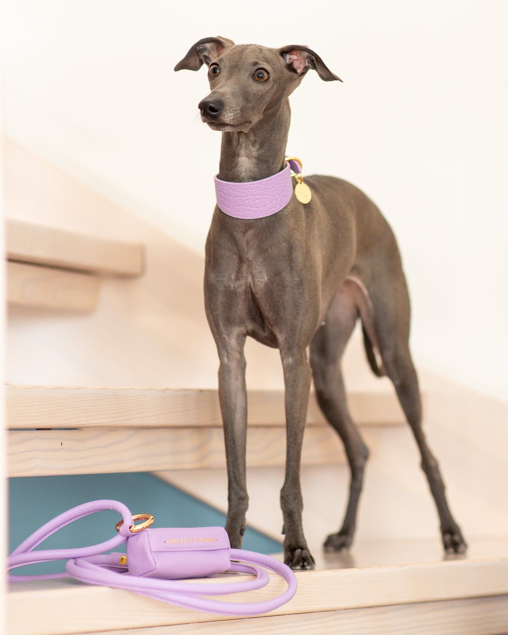 Laisse de chien violet