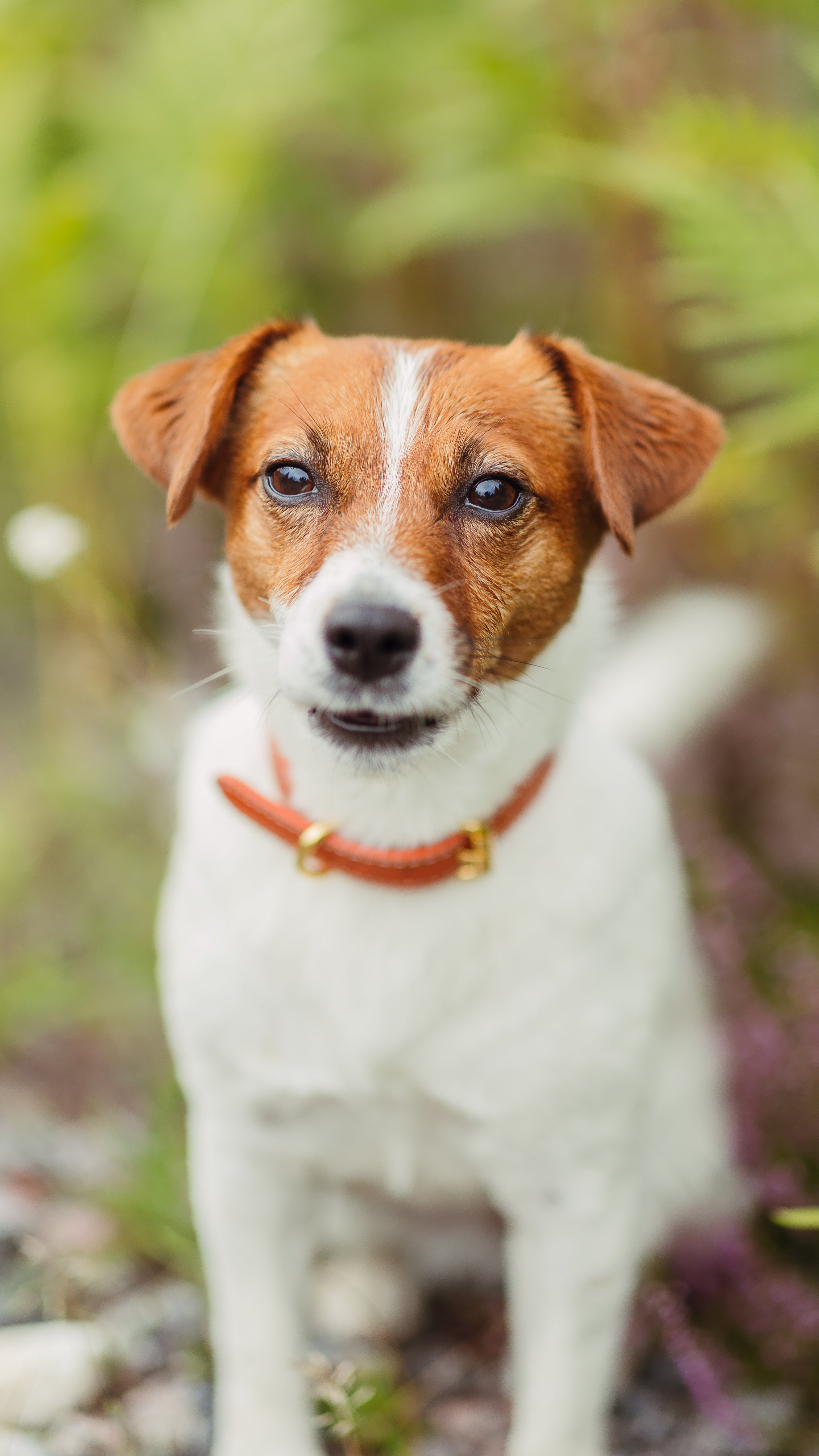 Collier pour chien Cognac fin
