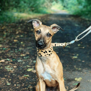 Collier martingale léopard pour chien