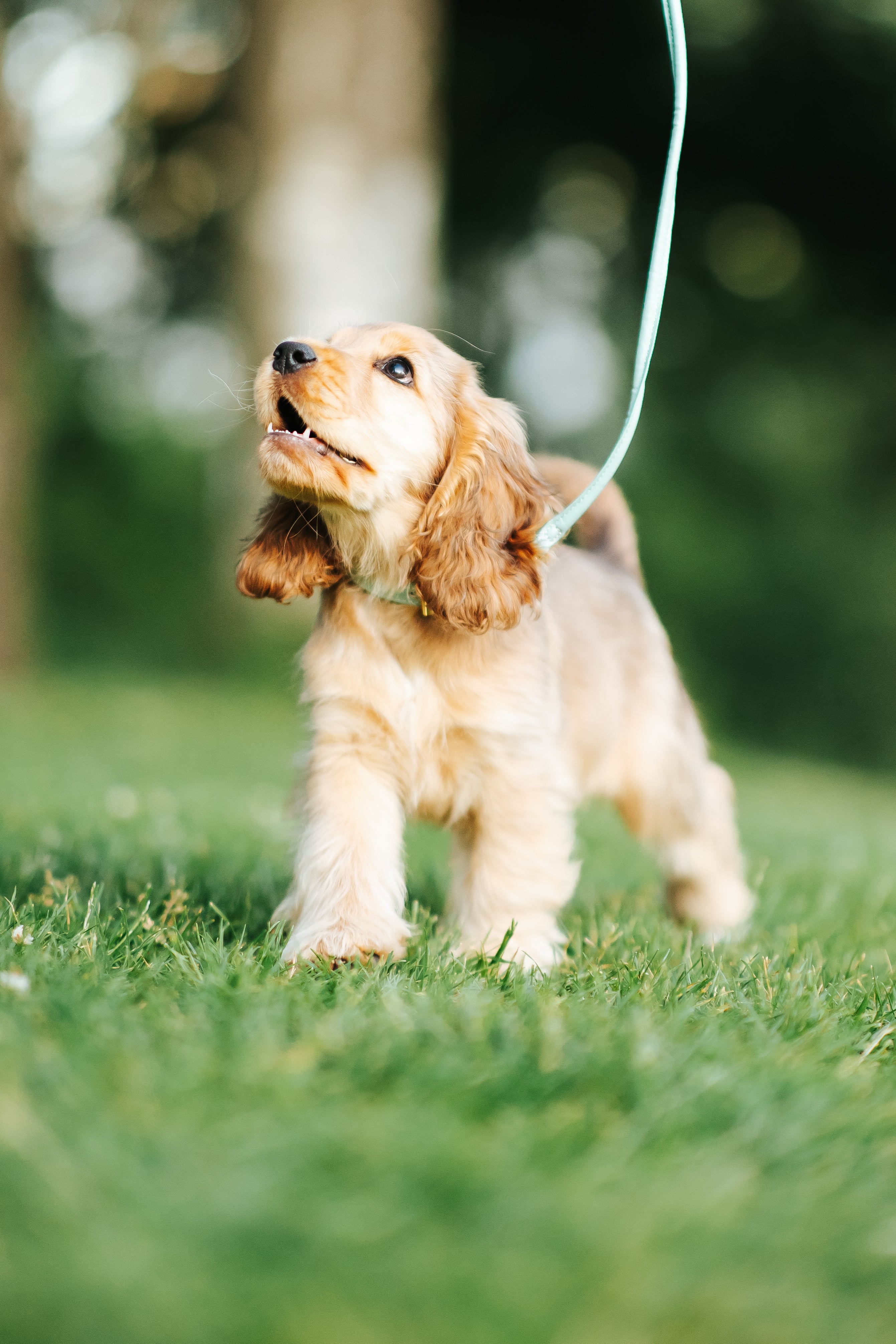 Collier pour chien mince à la menthe 