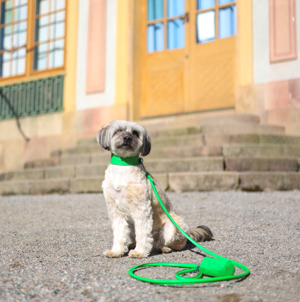 Collier de chien large en croco vert pur