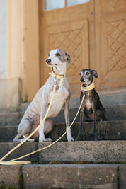 Laisse pour chien jaune pastel