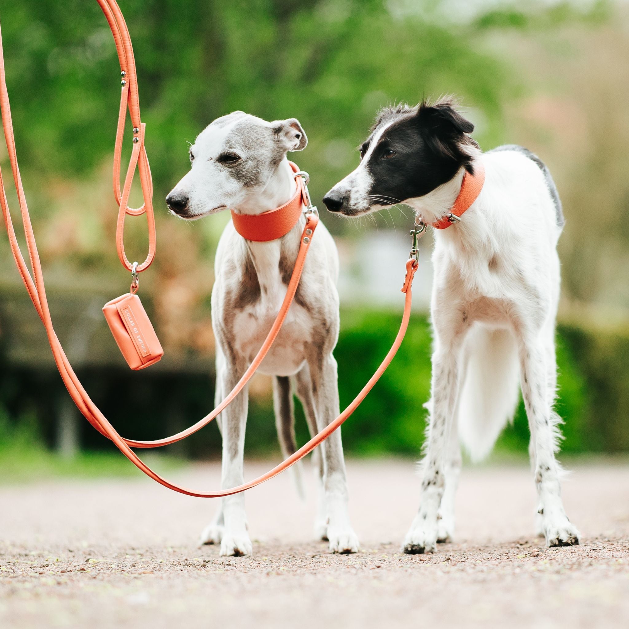 peach-silkenwindsprite-whippet.jpg