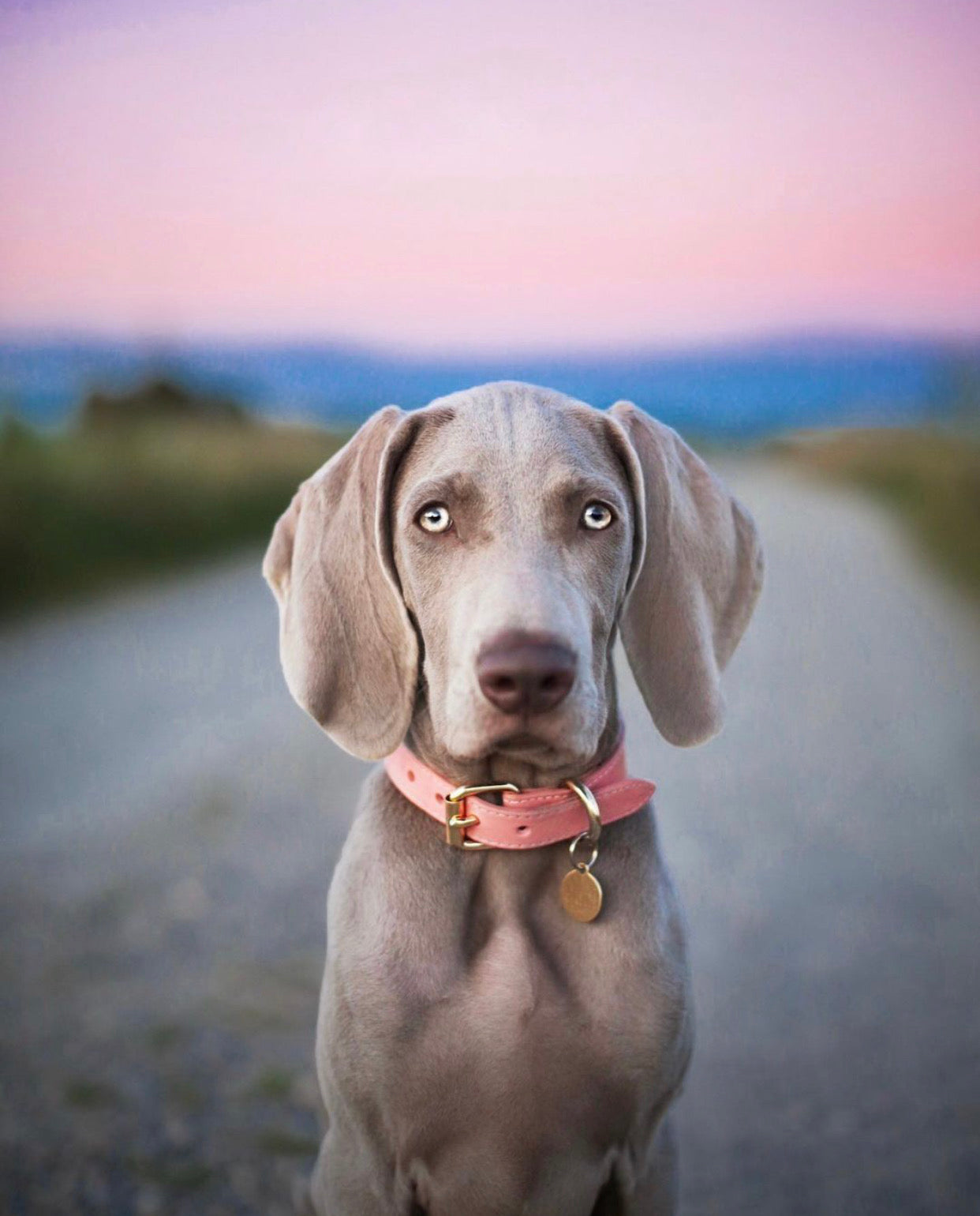 Collier pour chien rose fin