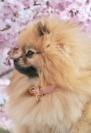 Collier pour chien rose fin