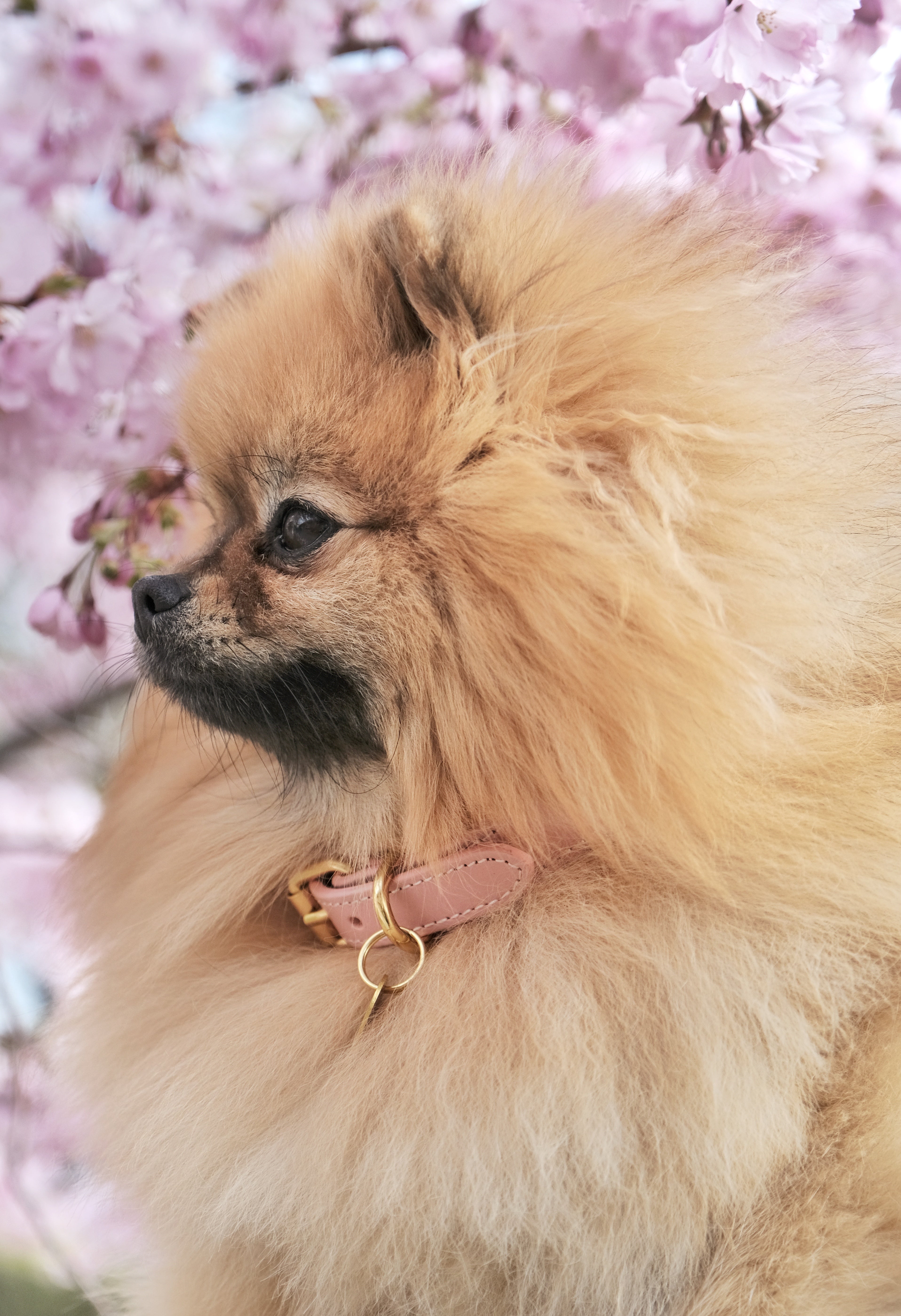 Collier pour chien rose fin
