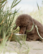 Green Dog Bowl
Bol pour chien vert