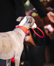 Collier pour chien tressé rouge pur large
