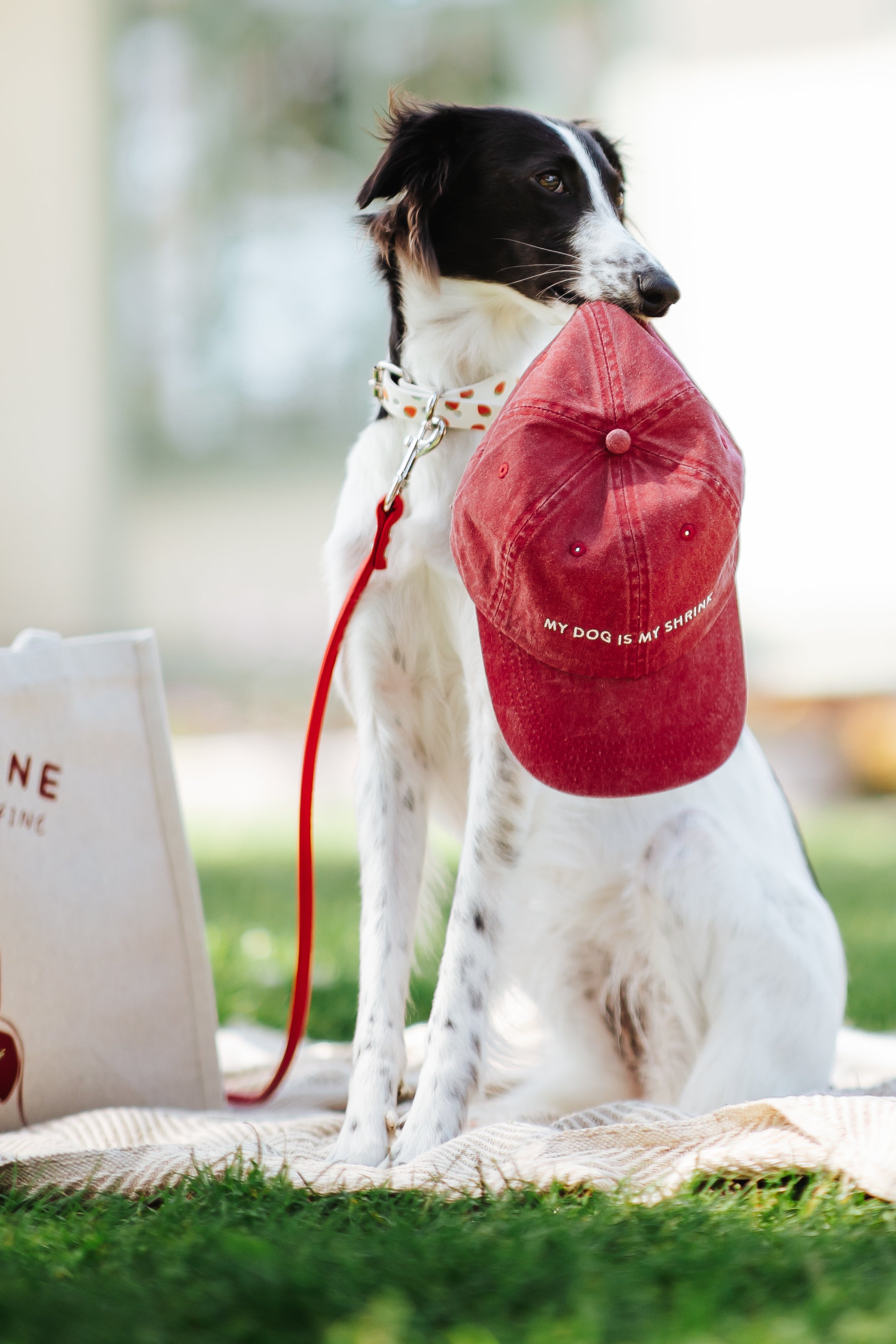 red-cap-my-dog-is-my-shrink.jpg