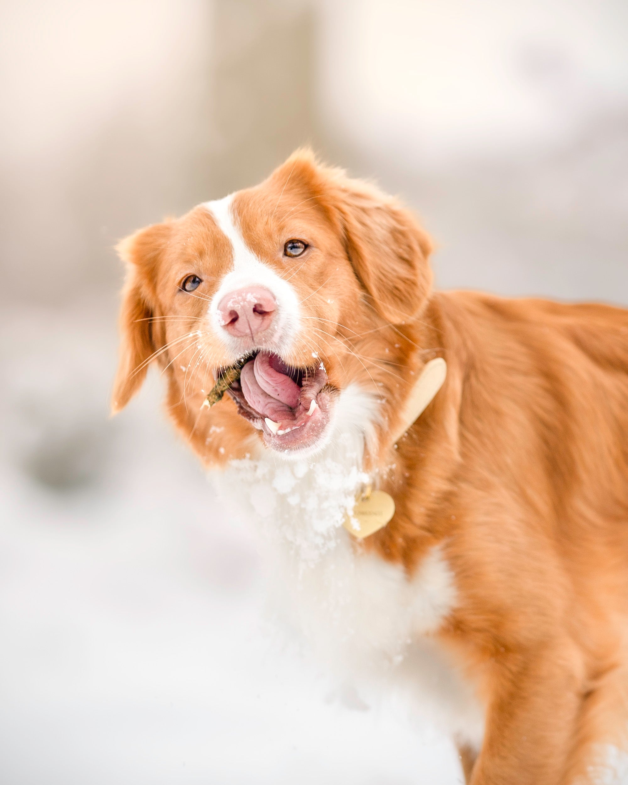 Collier de chien beige fin 
