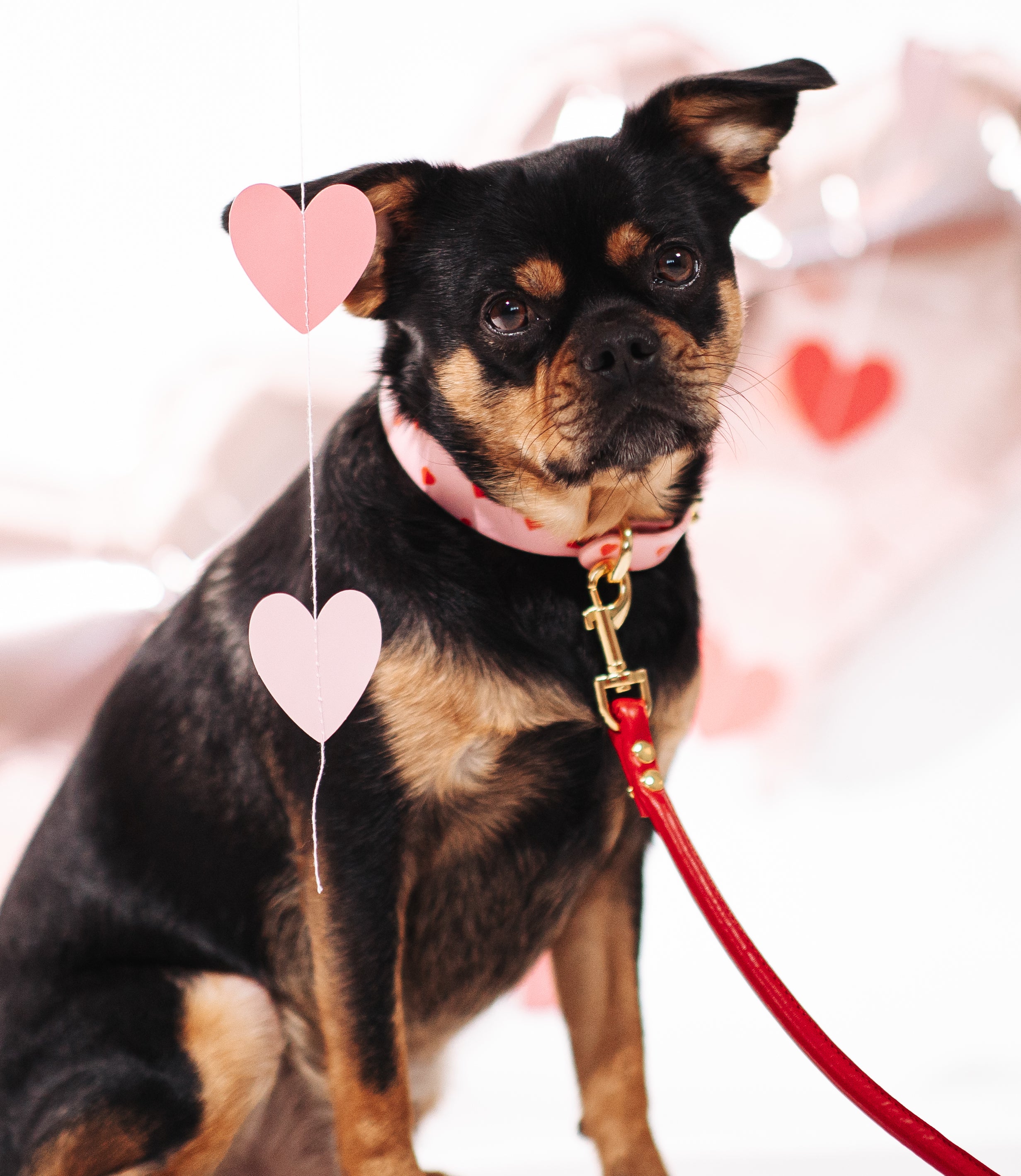 Collier de chien Love fin