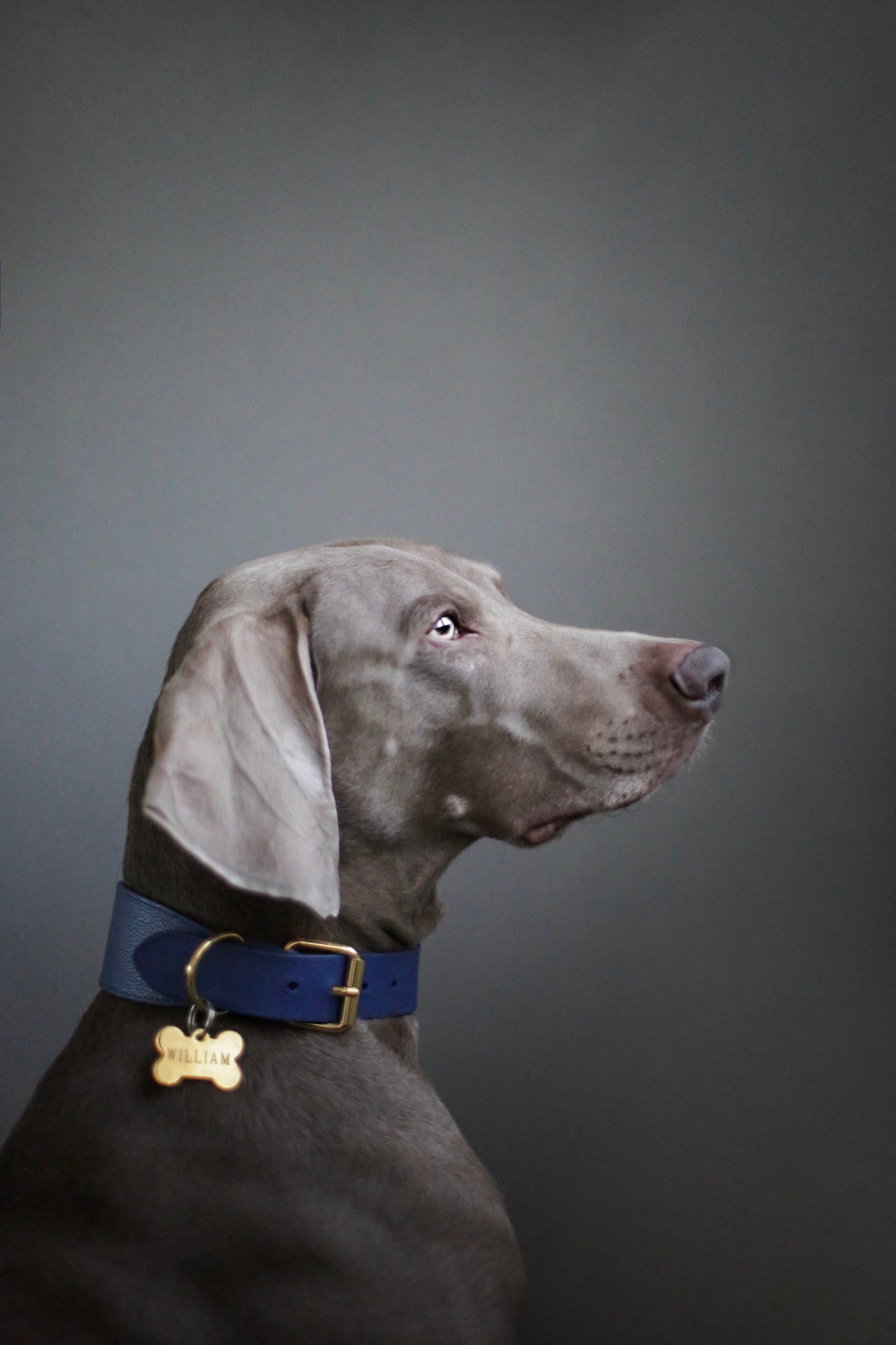 Collier de chien bleu foncé large