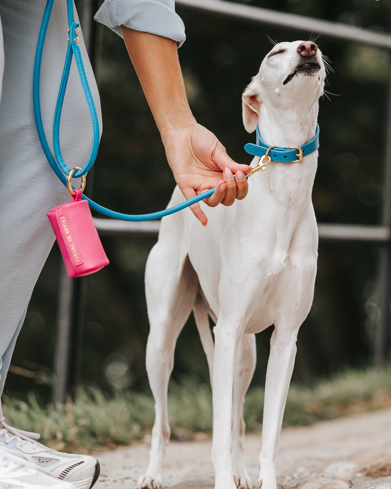 Laisse pour chien en bleu néon