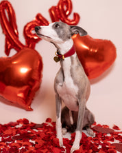 Collier de chien rouge large