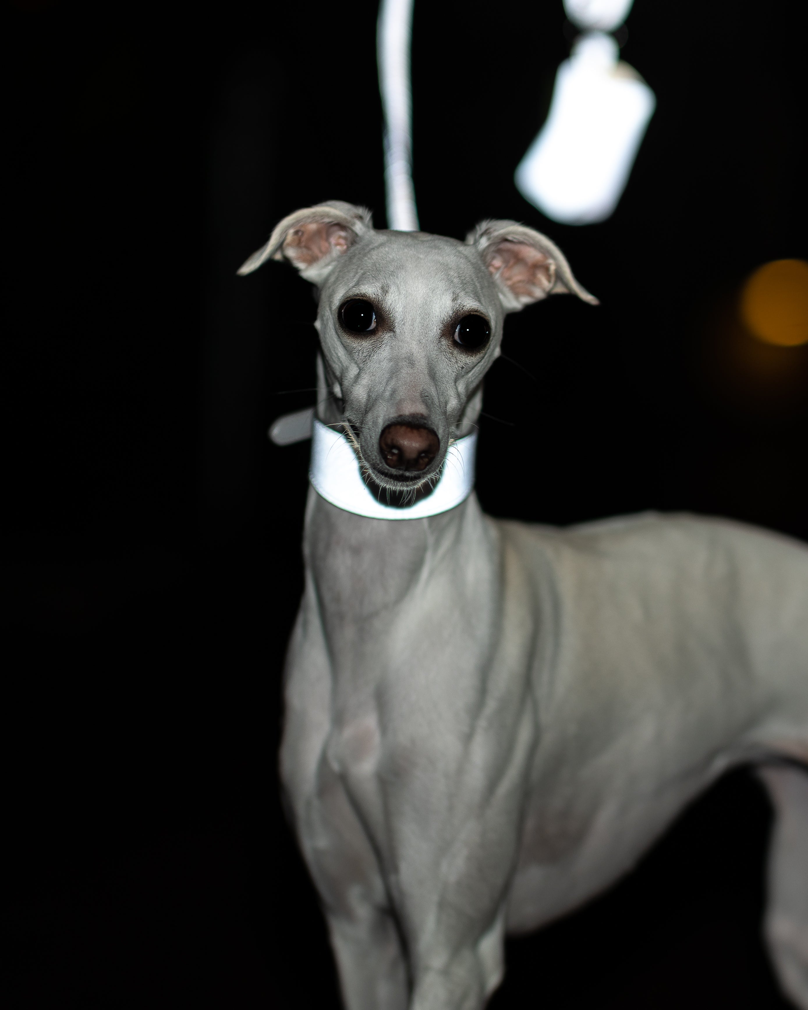 Laisse pour chien réfléchissante argentée
