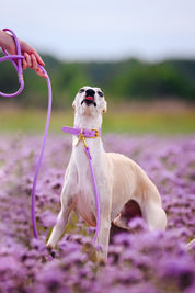 Laisse de chien violet