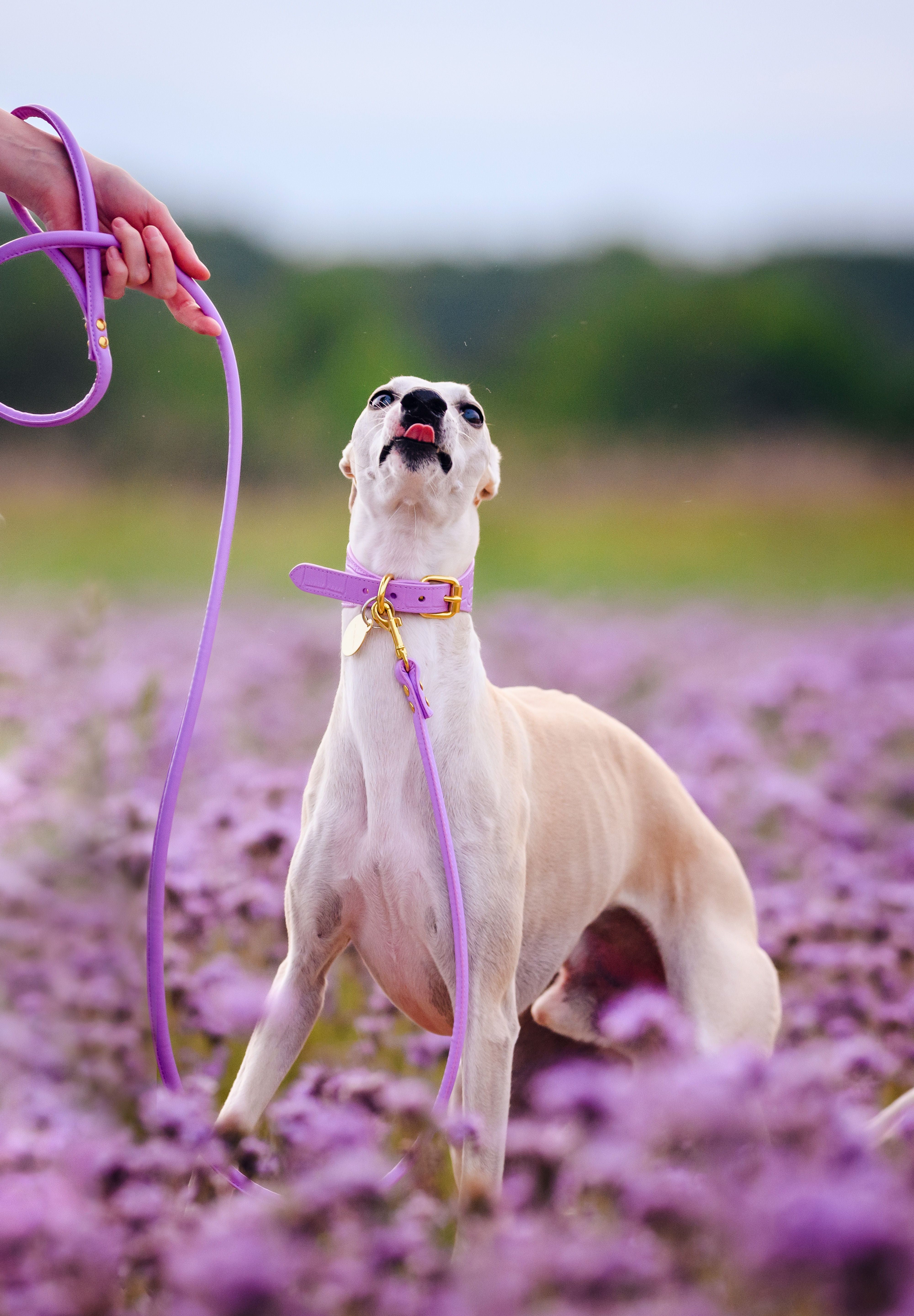 Laisse de chien violet