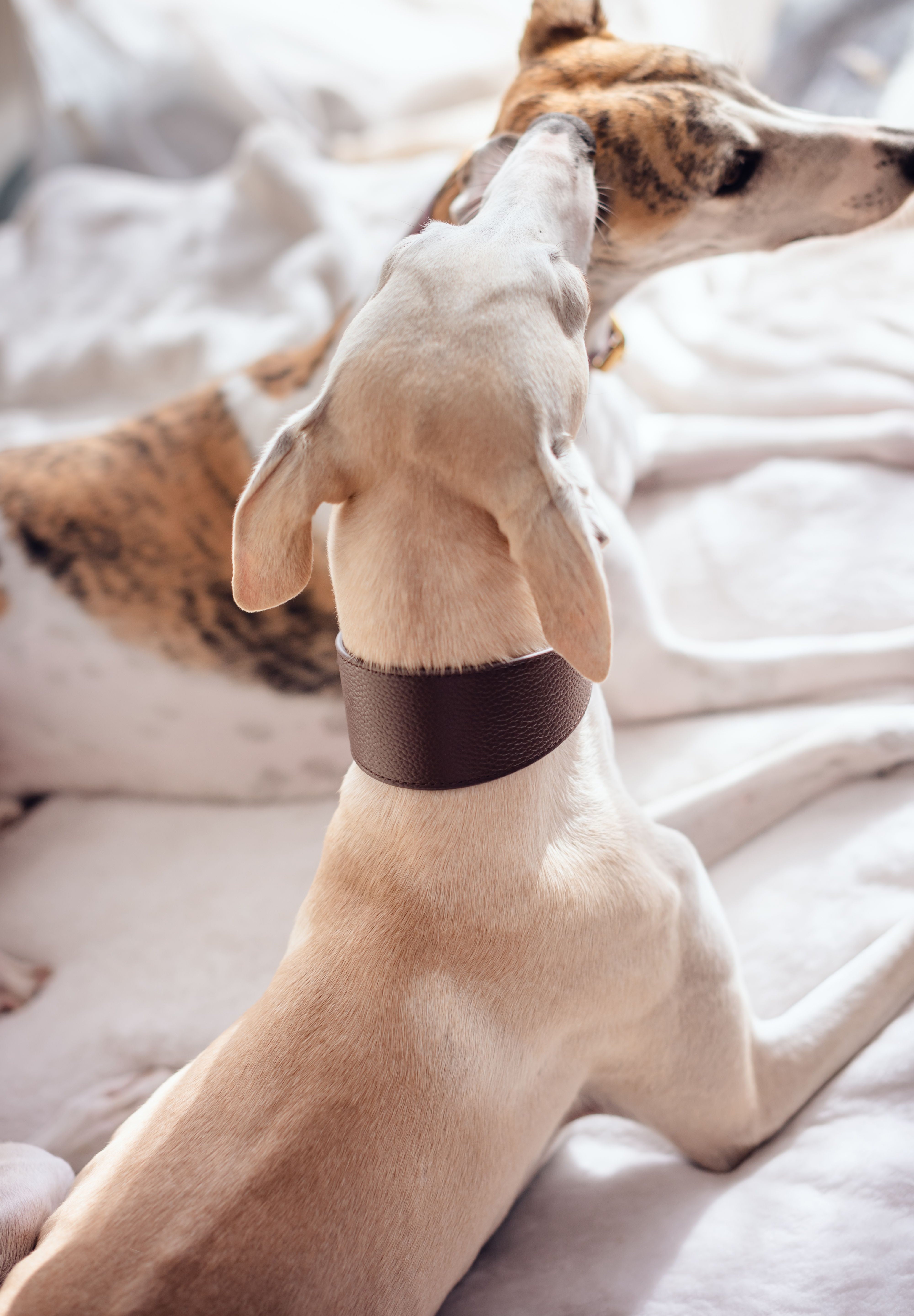 Collier pour chien large marron café