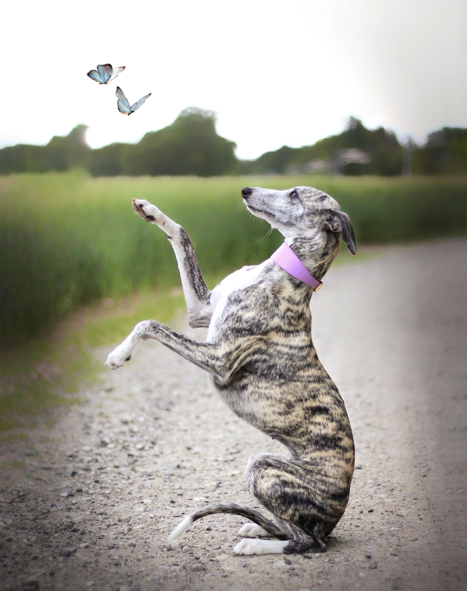 Collier pour chien large Violet Croco

