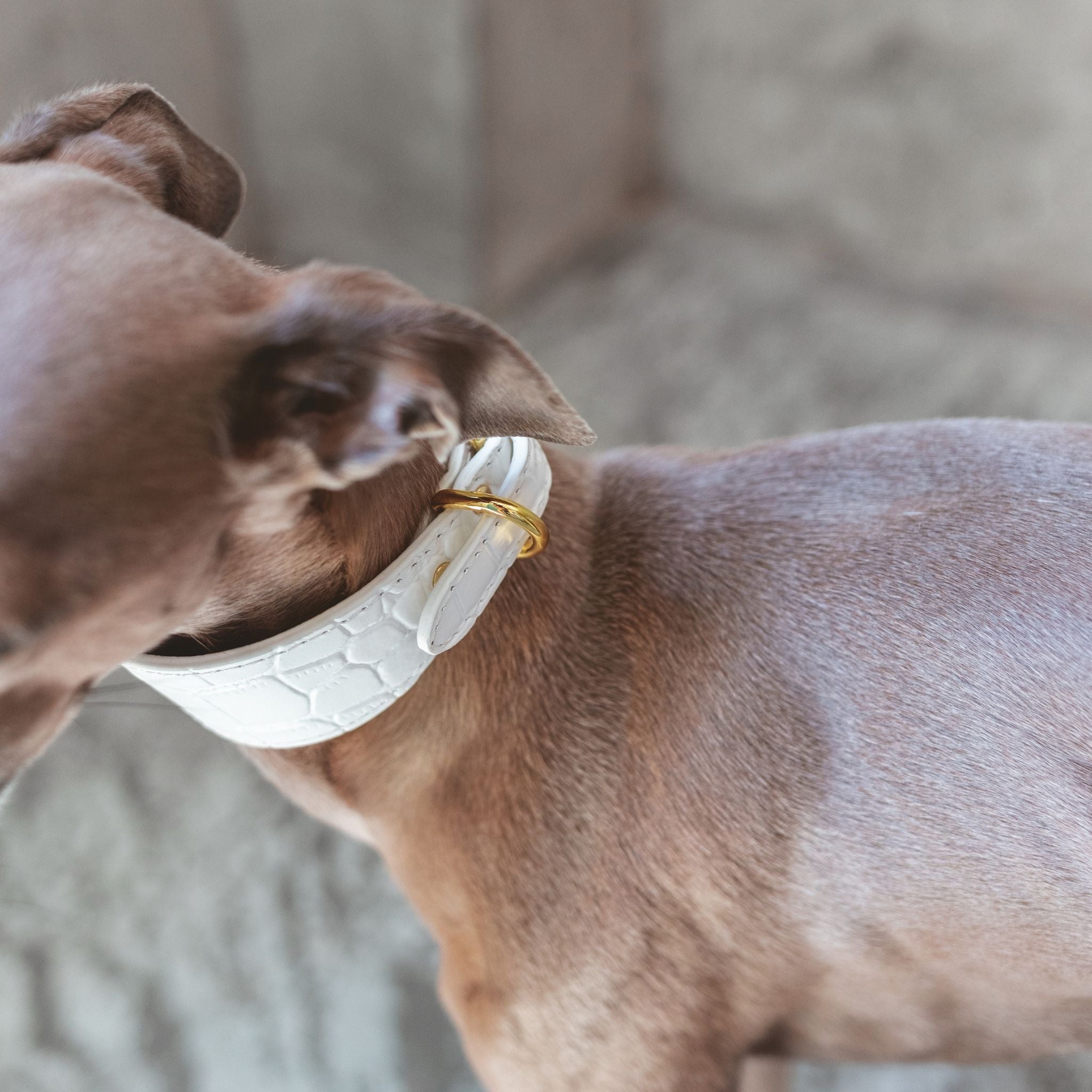 Collier pour chien large en croco blanc