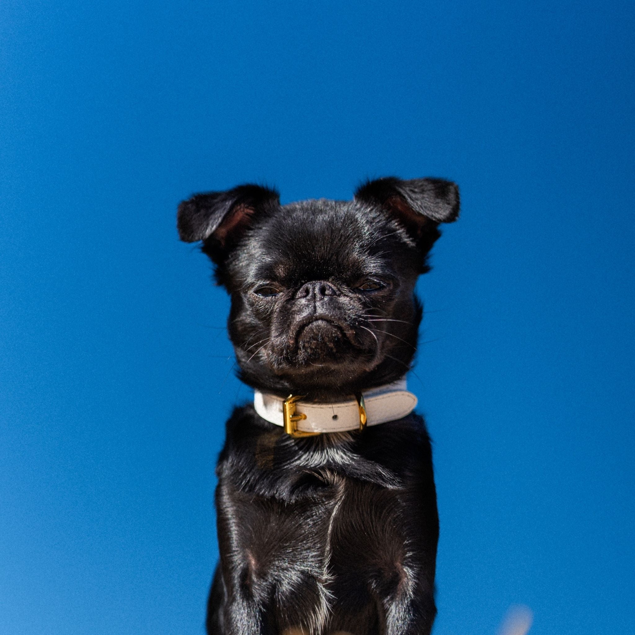 white-xs-thin-dog-collar-griffon.jpg