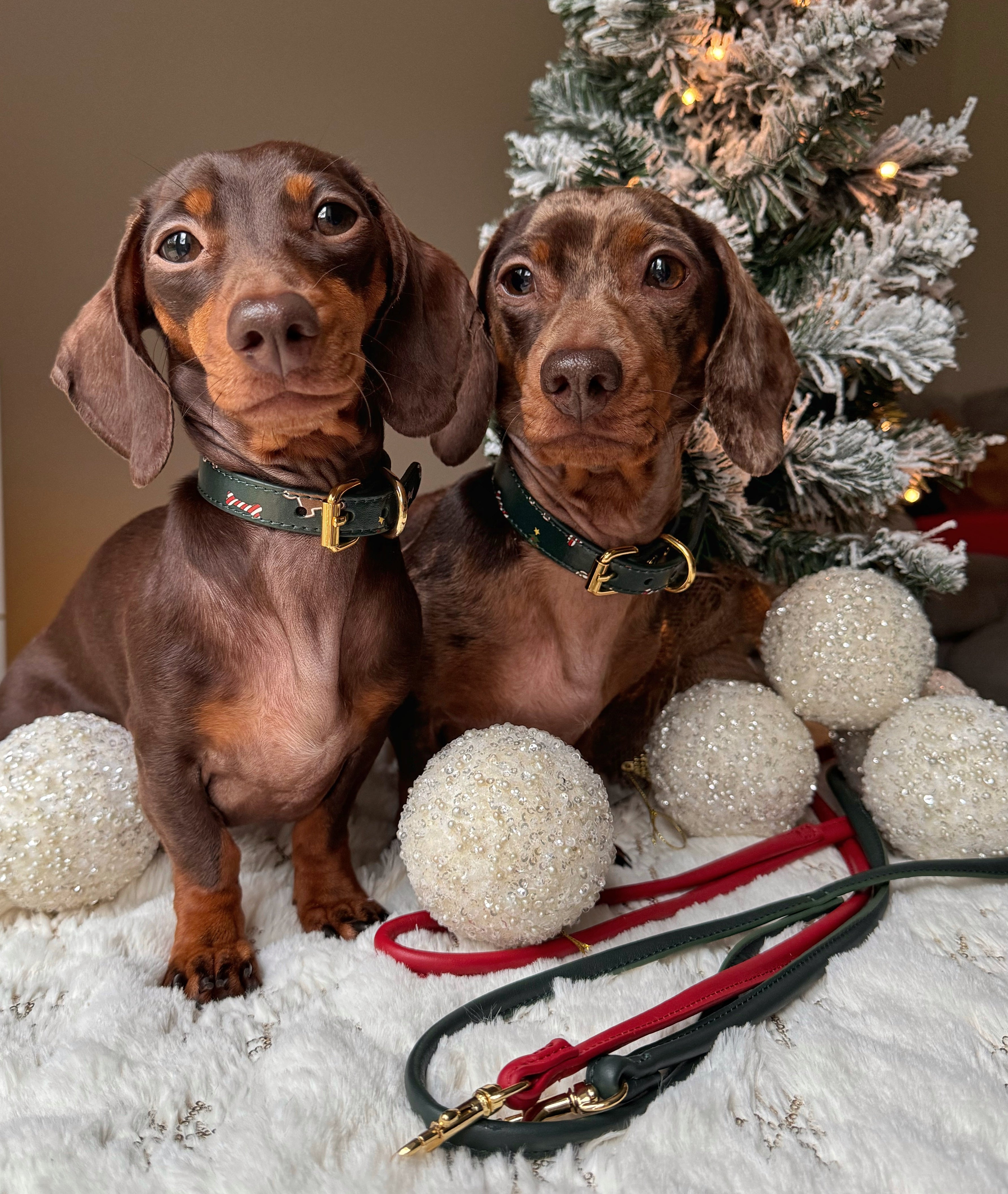 Collier de Noël pour chien fin