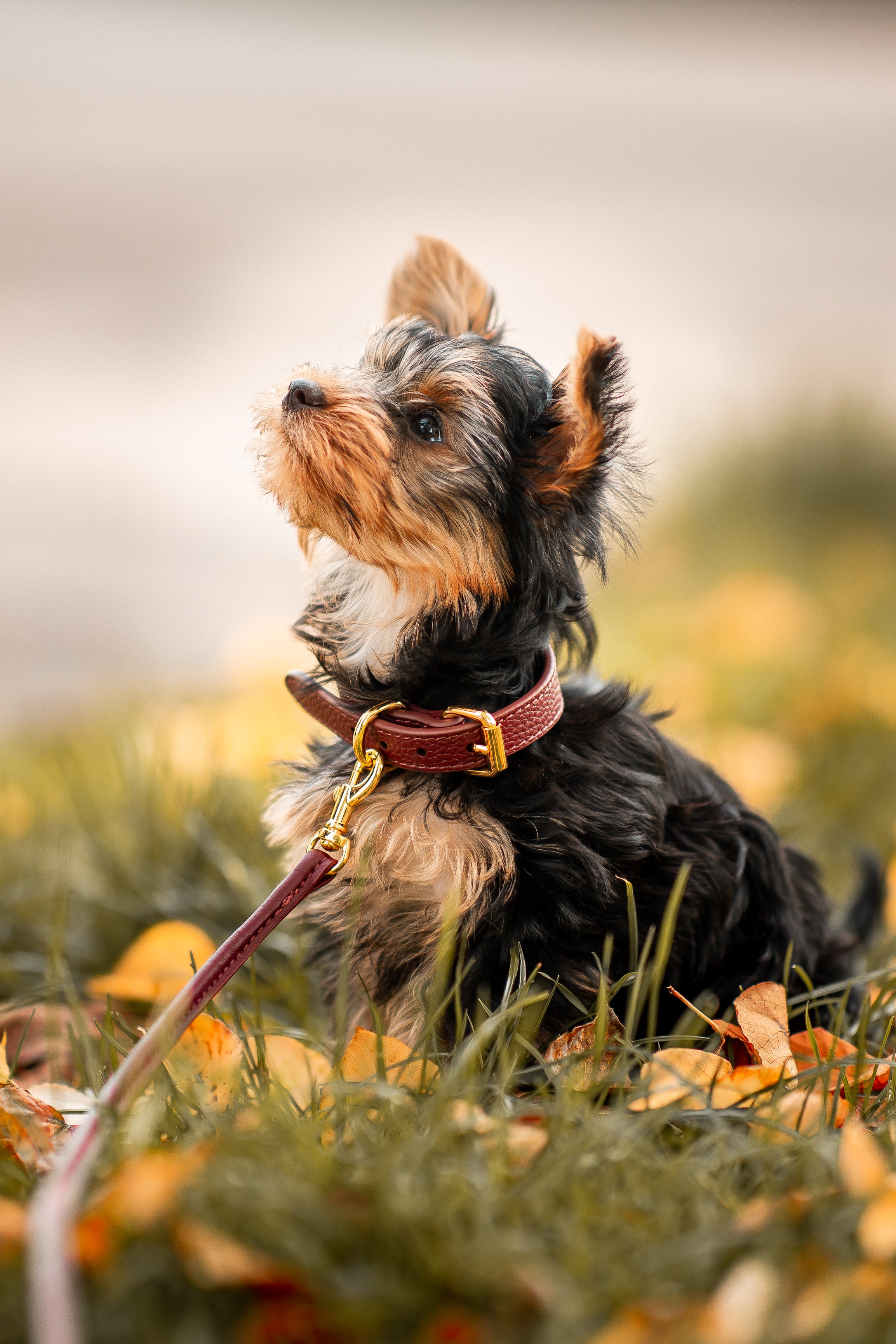 Collier de chien fin bordeaux