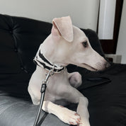 Collier de chien large Zèbre