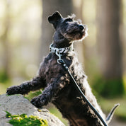 Collier pour chien Zèbre Thin