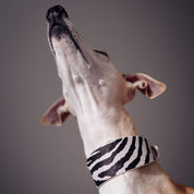 Collier de chien large Zèbre